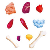 Rompecabeza Cuerpo Humano