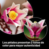 LEGO® Botanicals - Magnolia Branches