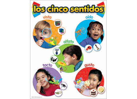 Lamina Aprendizaje  los Cincos Sentidos